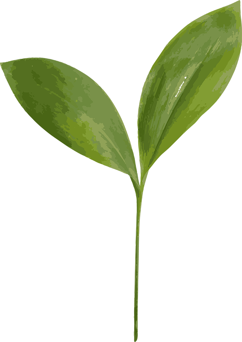 tutay-pflanze-zeichnung-gruen